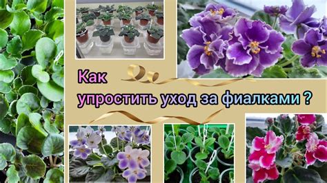 Размножение и уход за детками