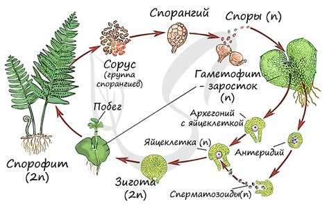 Размножение и цикл развития