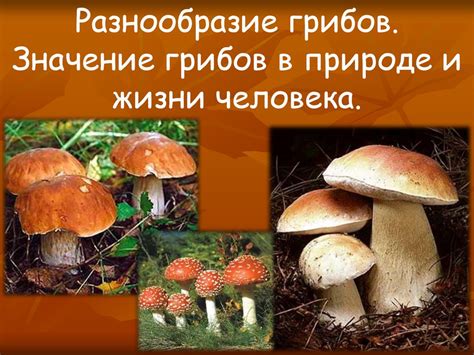 Разнообразие грибов, которые могут быть выращены в специальных упаковках