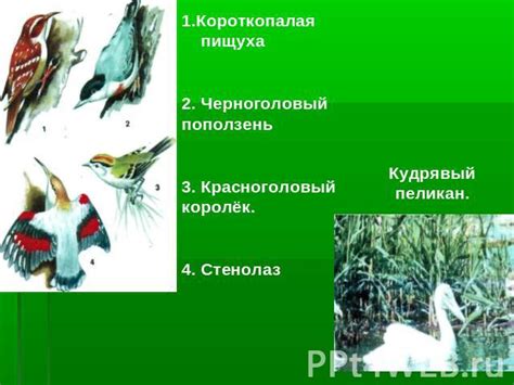 Разнообразие растительного и животного мира