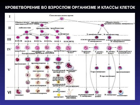 Разнообразные подходы к излечению колонии микроорганизмов во взрослом организме