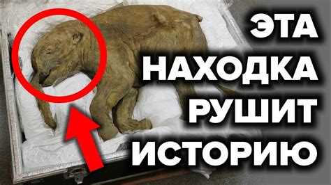 Раскрытие шокирующих фактов