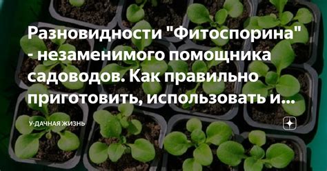 Рациональное сочетание фитоспорина и минеральных добавок: практические рекомендации специалистов