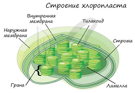 Реакции, происходящие в хлоропластах