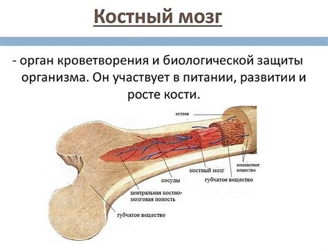 Реальные особенности костного мозга