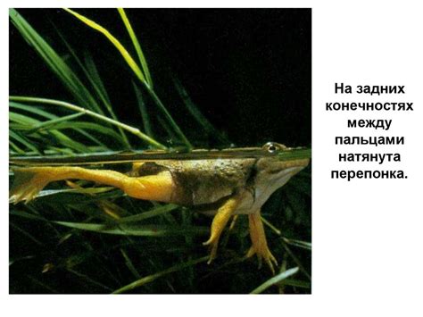 Революционные открытия: глубинный смысл скелетных структур в задних конечностях щуки