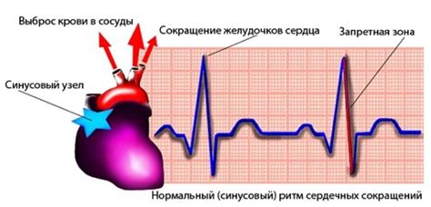 Регулярный ритм сердечных сокращений: важность поддержания его нормальной работы