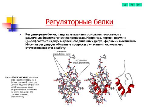 Регуляторные белки: контроль генетической активности