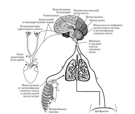 Регуляция дыхания и сердечно-сосудистой системы