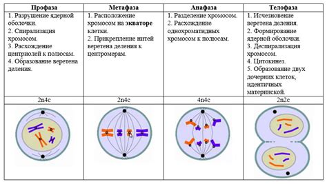 Регуляция и контроль митоза: механизмы и значение