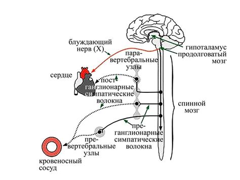 Регуляция работы нейронов