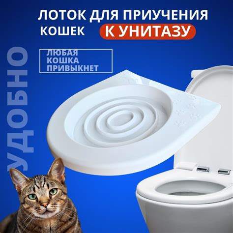 Результаты приучения кошек к унитазу: возможности и ограничения