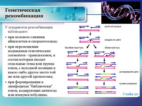 Рекомбинация генов и ее роль