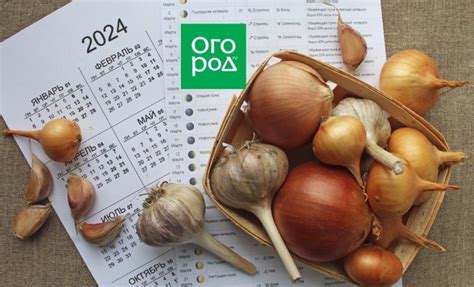 Рекомендации по добавлению декоративного лука чеснока в рацион