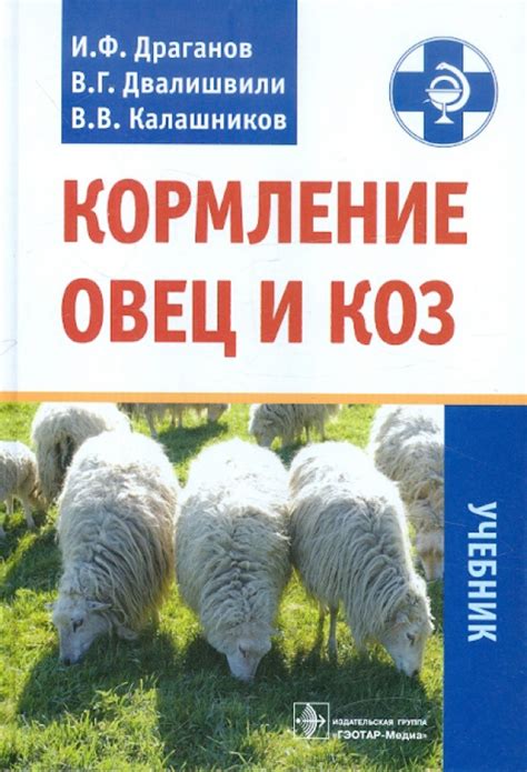 Рекомендации по кормлению овец кукурузой