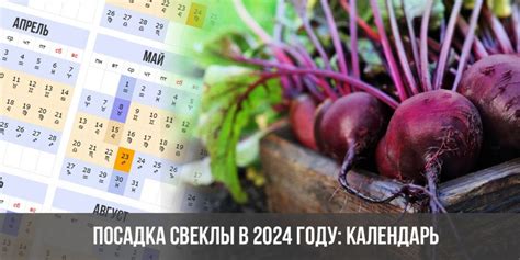 Рекомендации по употреблению свеклы в рационе ГК