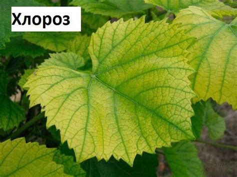Рекомендации по уходу за казаном для предотвращения образования отложений