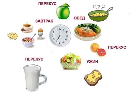 Рекомендации по частоте и объему приема пищи для юного майкуна