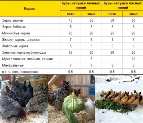 Рецепты кормления кур-несушек кабачками