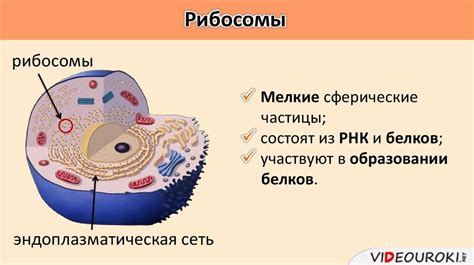 Рибосомы: белковый завод клетки