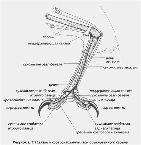 Риски самостоятельного удаления кожи с ноги птицы