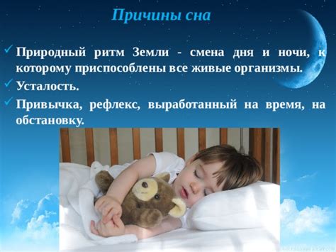 Ритм сна у бейна: причины пролонгированной сонливости у этого вида медведей