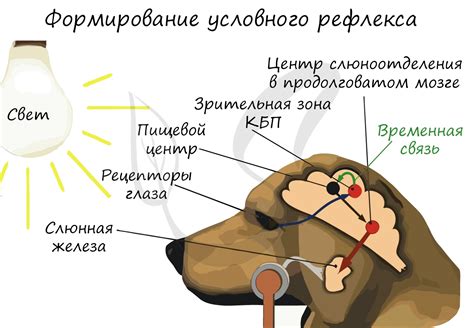 Роли человека и животных в процессе переноса вшей