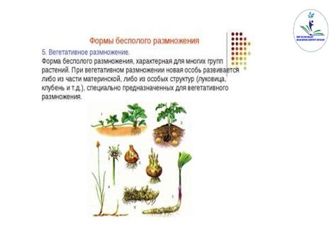 Роль буквицы в растениеводстве