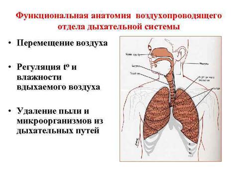 Роль влажности воздуха для здоровья дыхательной системы