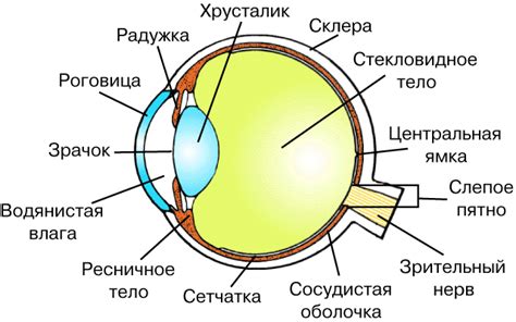 Роль геометрической формы зрачка в оптике зрения