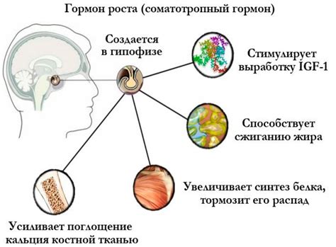 Роль гормона пролактина и регуляция роста волос на животе