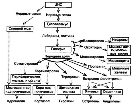 Роль гормонов в управлении нервной активностью