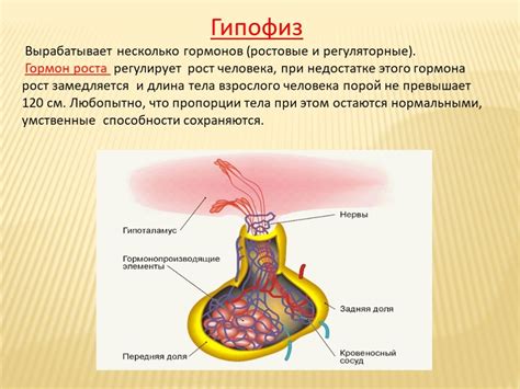 Роль гормонов в установлении времени зачатия