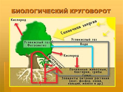 Роль древесины в биосфере
