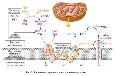 Роль дыхания в клеточном обмене