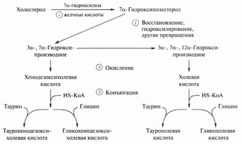 Роль желчных кислот в организме