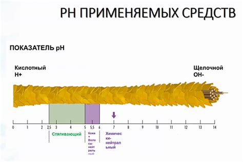 Роль жирных кислот в уходе за волосами