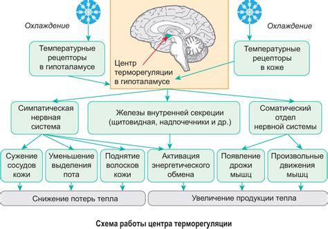 Роль защитной системы организма в повышении температуры у лиц, страдающих гипогликемией