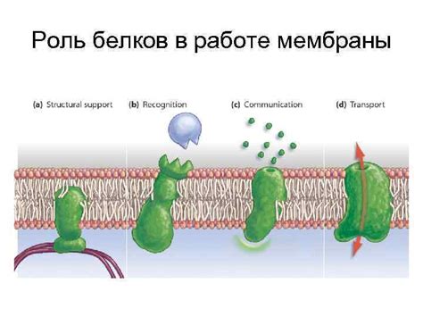 Роль интегральных белков мембраны