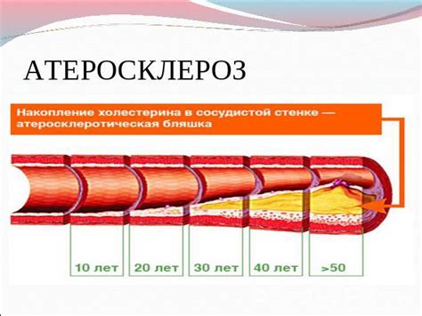 Роль интракраниальных сосудов в кровообращении