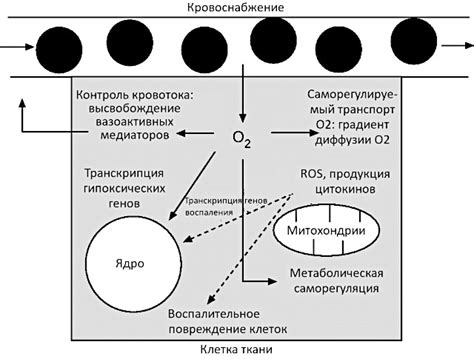 Роль кислорода в дыхании