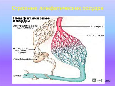 Роль лимфатических сосудов в пассивной дренажной функции