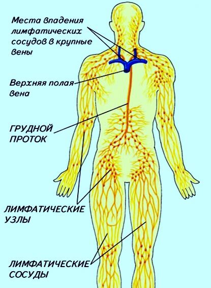 Роль лимфатических узлов в онкологии
