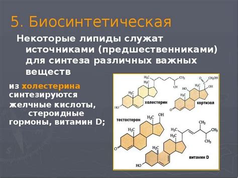 Роль липидов в организме человека