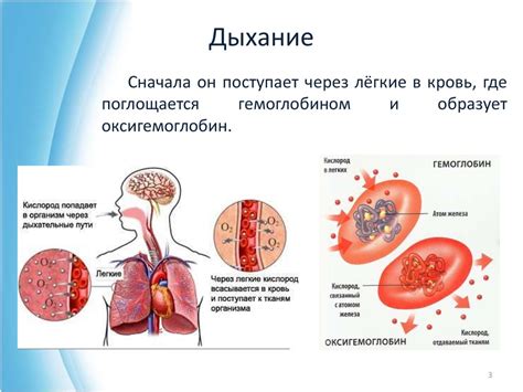 Роль листьев в производстве кислорода