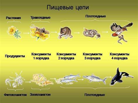 Роль меди в пищевой цепи
