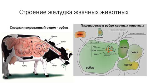 Роль микрофлоры в рубце коров