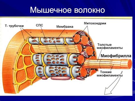 Роль мышц