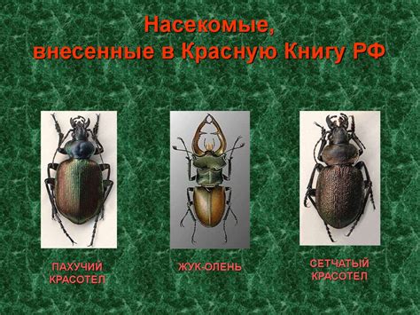 Роль насекомых в сновидениях