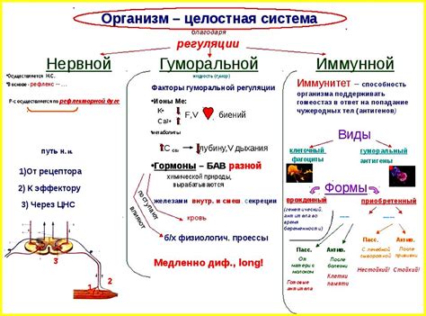 Роль организм ребенка в регуляции жизненно важных процессов